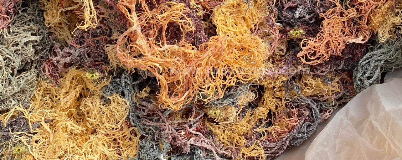 St. Lucia TriColored *Gracilaria* Sea Moss 4.oz