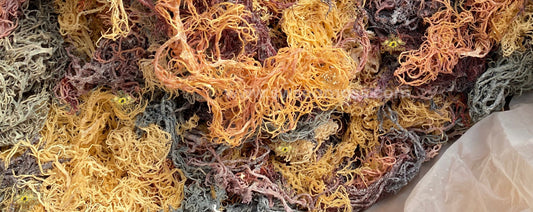 St. Lucia TriColored *Gracilaria* Sea Moss 4.oz