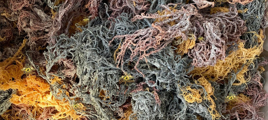 St. Lucia TriColored *Gracilaria* Sea Moss 4.oz