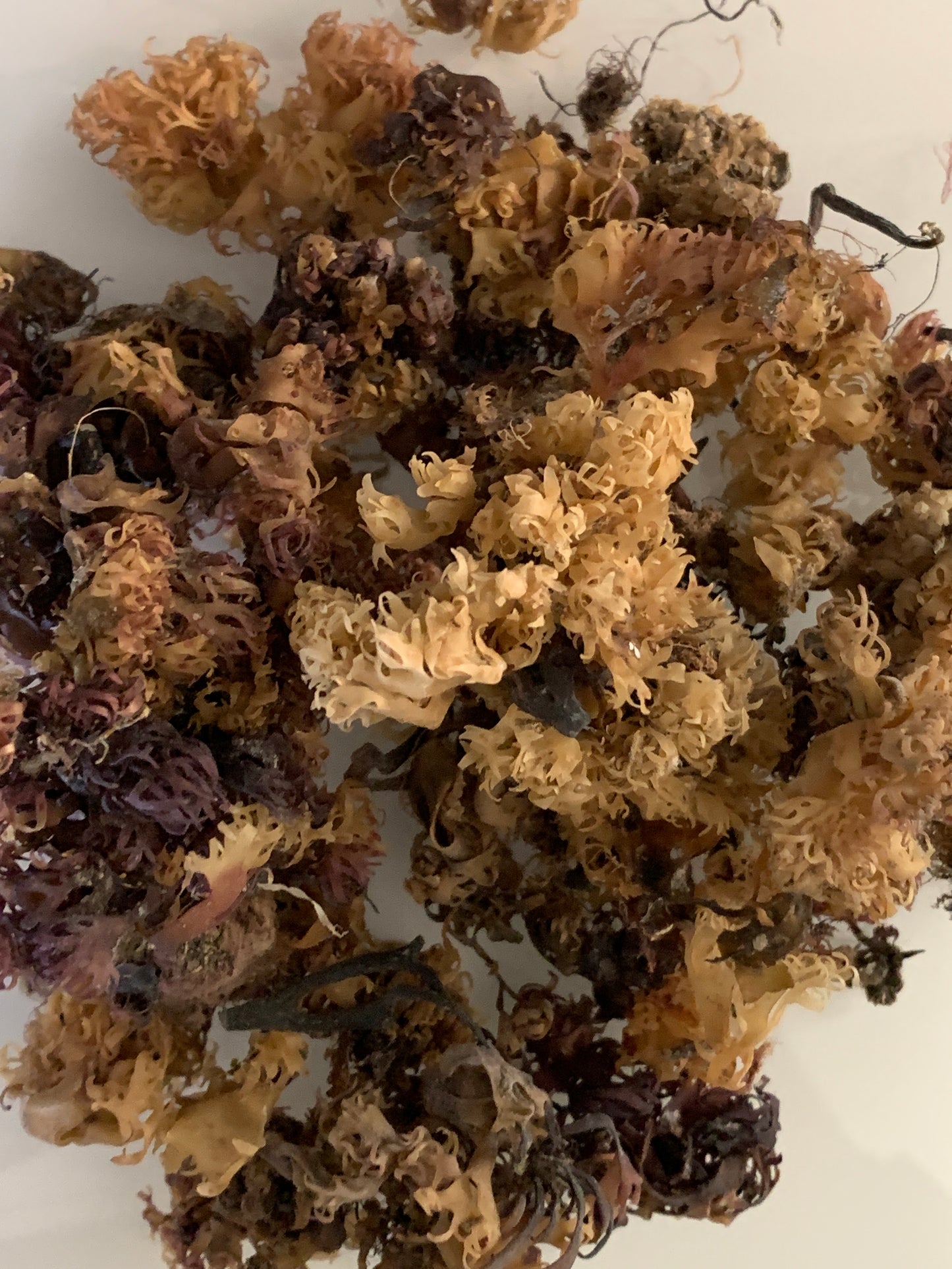 Raw Irish Sea Moss *Chondus Crispus* 2.oz