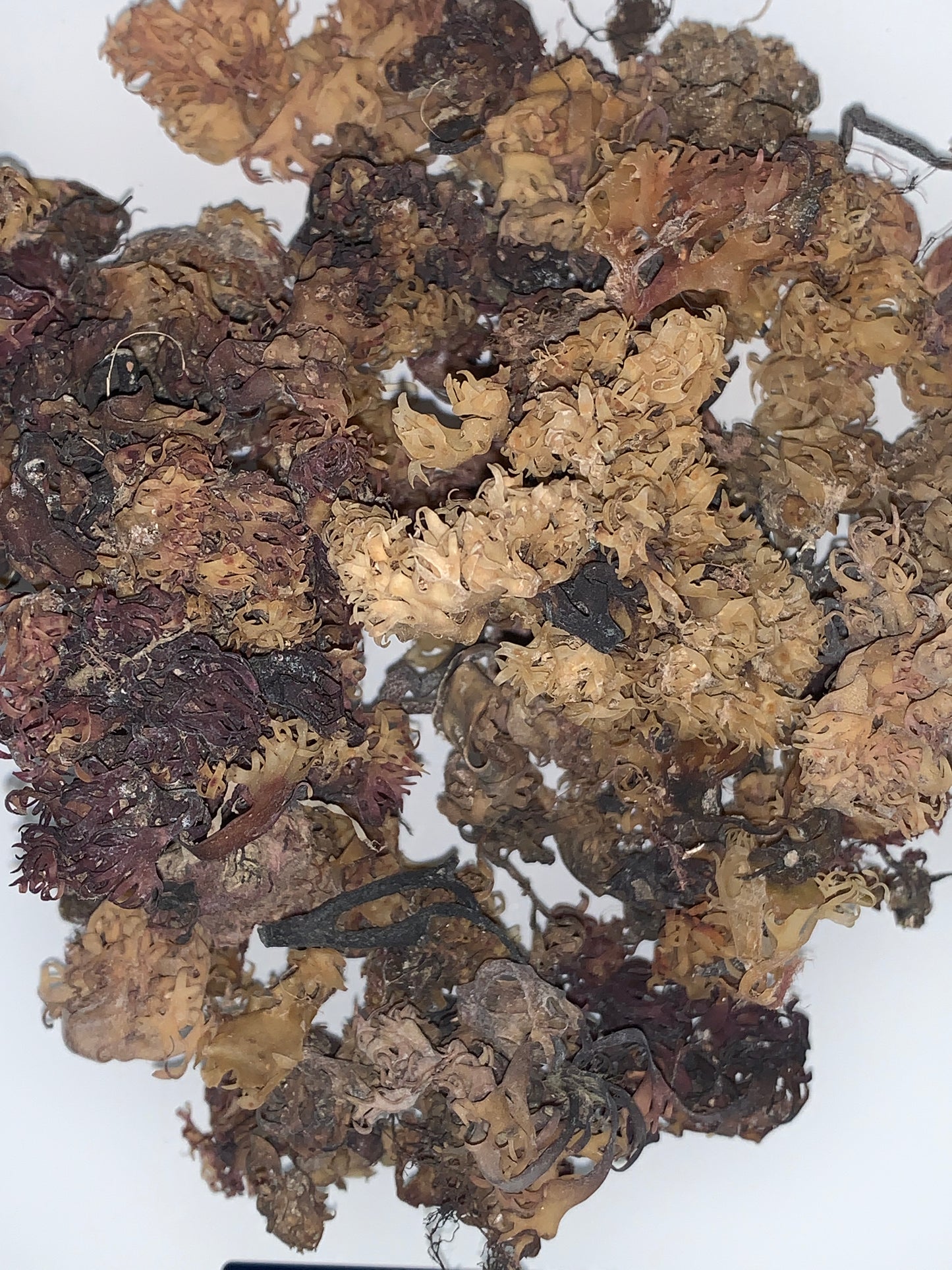 Raw Irish Sea Moss *Chondus Crispus* 2.oz
